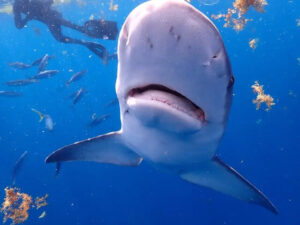 shark myths debunked