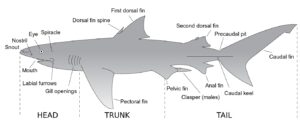 shark anatomy diagram