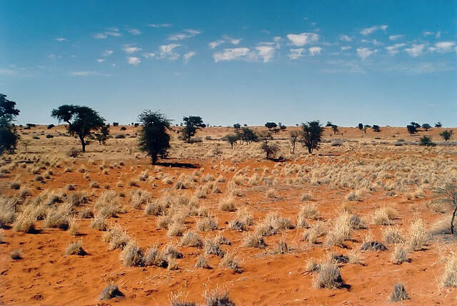 Kalahari Desert A Semi-Arid Wilderness - kalahari desert animals