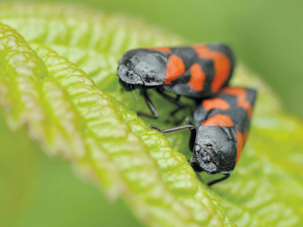 Ultimate Guide on How to Get Rid of Boxelder Bugs - how to get rid of boxelder bugs naturally